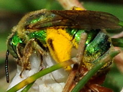 Metallic Green Bee