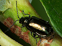 Flea Beetle