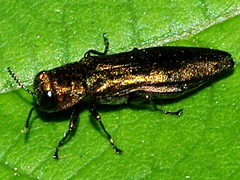 Metallic Wood-boring Beetle