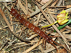 Stone Centipede