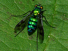 Long-legged Fly