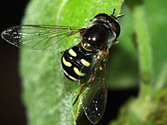 Bird Hover Fly