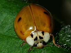 Multicolored Asian Lady Beetle