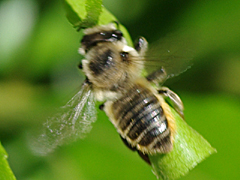 Leaf-cutting bee