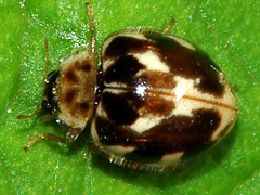 Twenty-spotted Lady Beetle