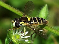 Hover Fly
